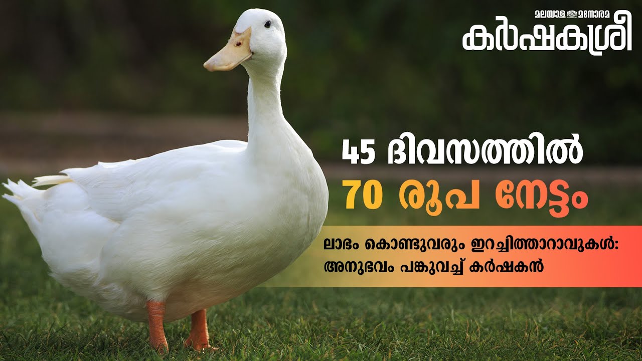 ലാഭം കൊണ്ടുവരും ഇറച്ചിത്താറാവുകൾ: അനുഭവം പങ്കുവച്ച് കർഷകൻ | Karshakasree | Poultry farming | Vigova