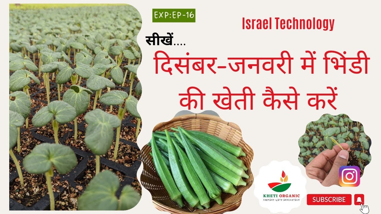 How to Grow Okra in December-January! भिंडी की खेती! Organic Farming