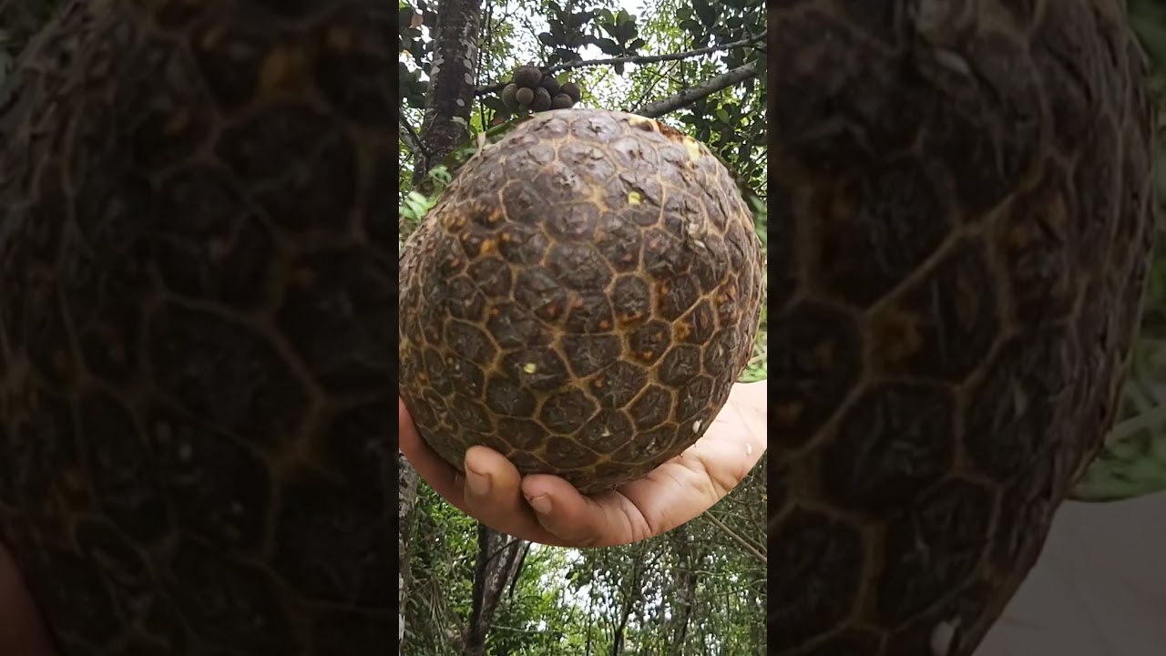 Jack Fruit Variety | State Fruit Of Kerala #jackfruit  #yummy  #tasty  #fruits  #short  #shorts