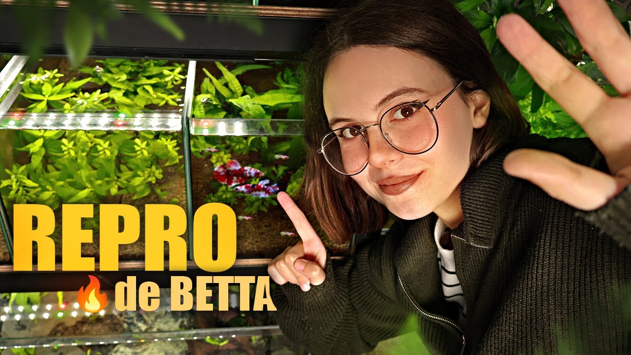 JE FAIS UNE REPRODUCTION DE BETTA… 😱ET C’EST LE BORDEL ! 🤯🐟