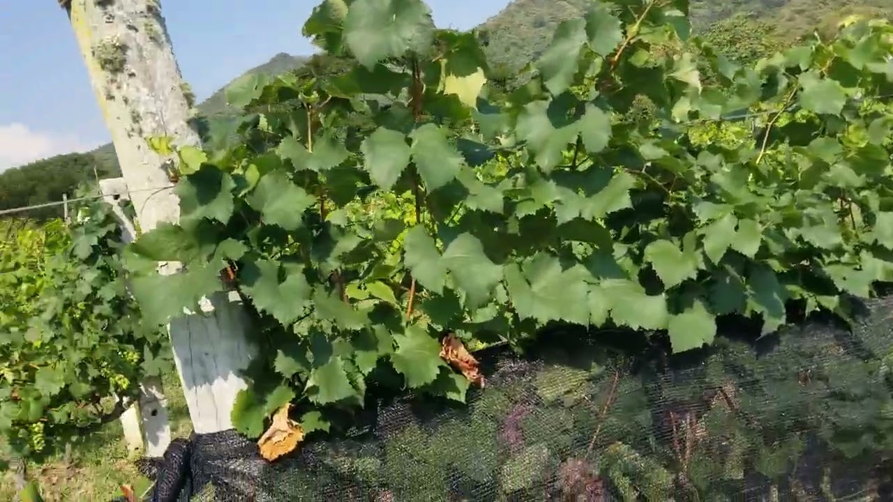 Hablemos de Moscatel y Pajaros