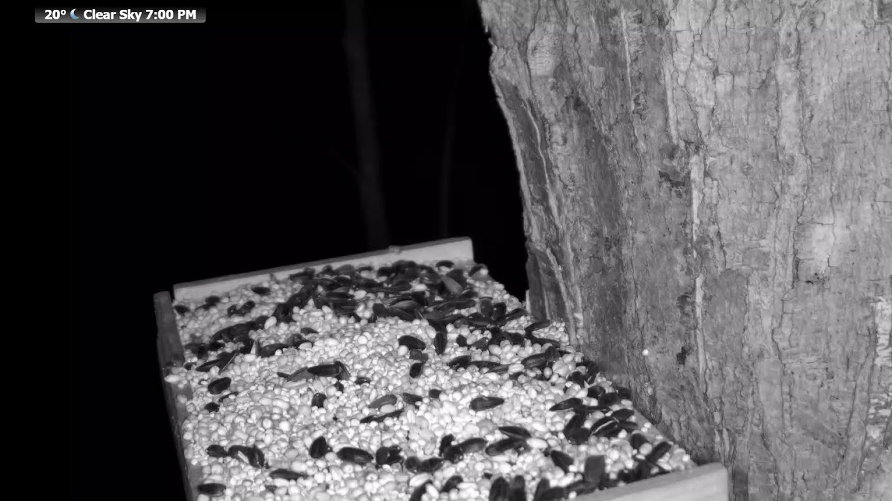 🔴 24/7 Wildlife Feeder Live | Birds, Deer & Flying Squirrels | Nicolet National Forest, Wisconsin