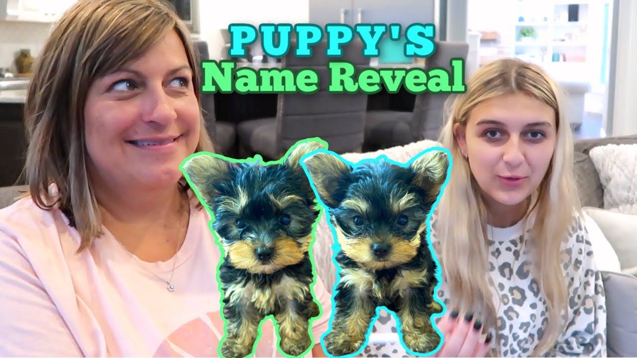 Sharing our New Yorkie Puppy's Names! Family Argument!!