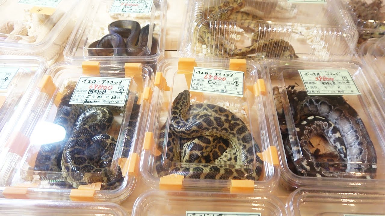 沖縄最大の爬虫類即売イベント行ってみた【ジャングルハンター】