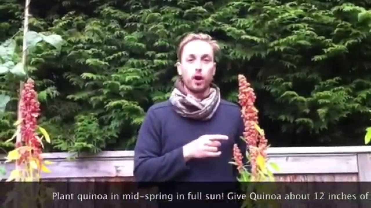 How to Grow and Harvest Quinoa - Vancouver, Canada