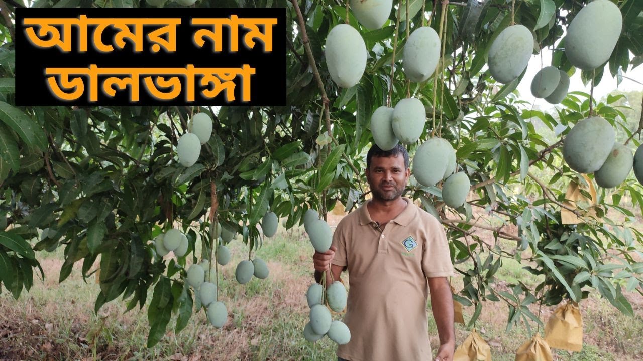 লেট ভ্যারাইটির দেশি জাতের আম ডালভাঙ্গা ।। Late Variety Mango Dalvanga