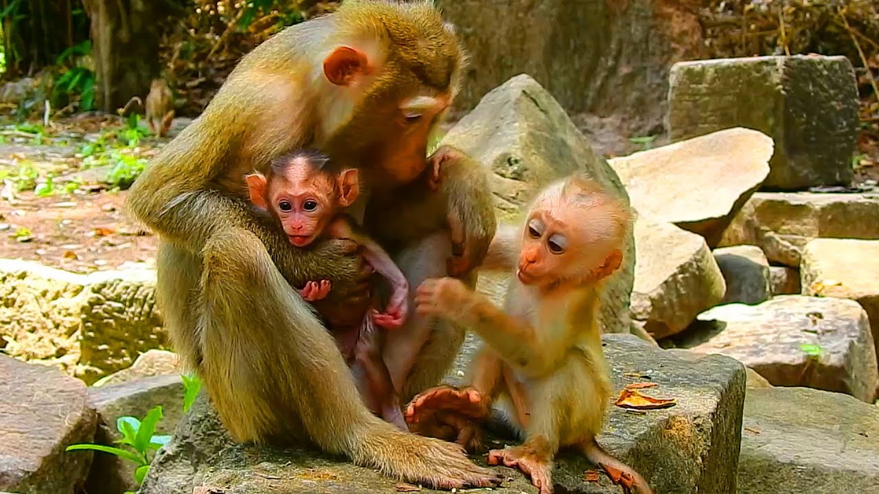 Unbelievable Katrina unaccepted Mollie hug &kiss newborn Kendra, Mollie insist to hug newborn Kendra