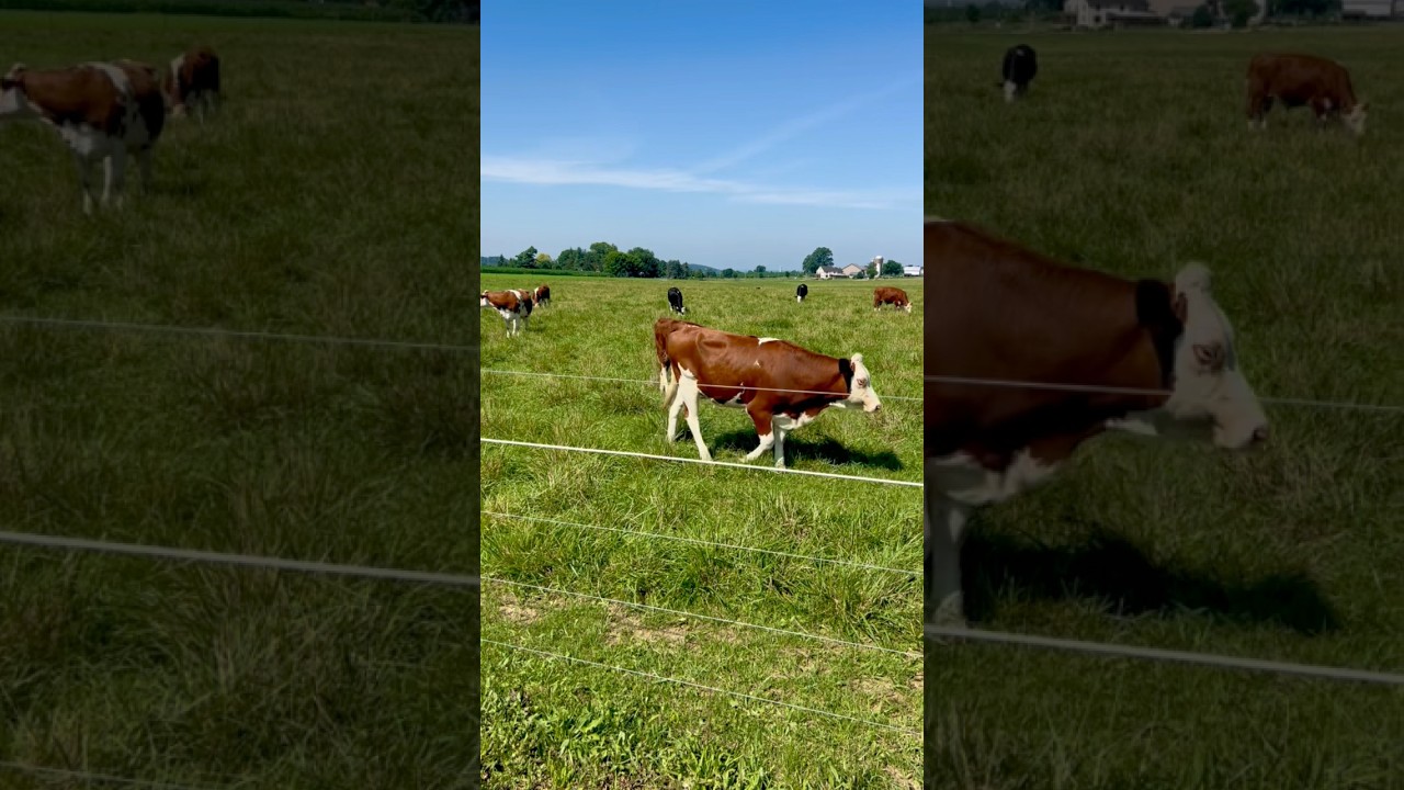 Lancaster County Happy Cows Eating Grass! #lancaster #lancastercounty #cow #cows #amish #farming