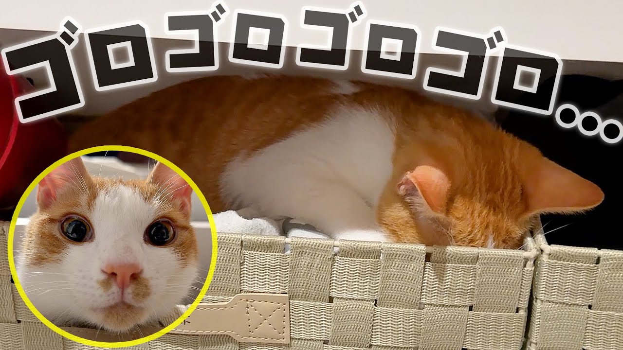 喉をゴロゴロさせながら飼い主の洗濯物に包まれようとする子猫が可愛すぎました…