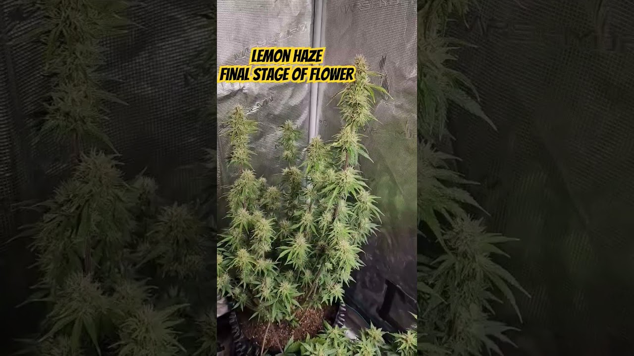 Lemon Haze final stage of flower 5 gallon pot #sweed #sweedhomegrower