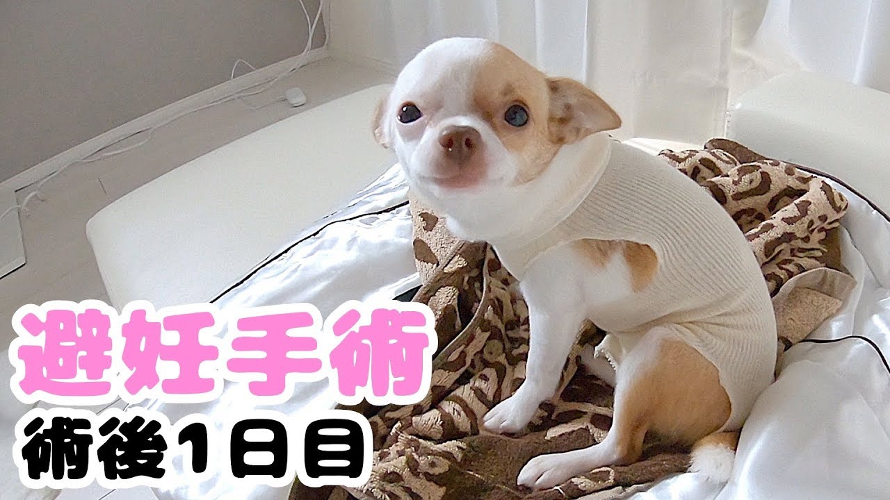 子犬チワワの避妊手術翌日、つぶらな瞳で何かを訴えてくる