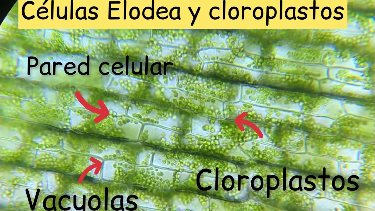 Cloroplastos de Elodea al microscopio - @Biolog&iacute;ayEcolog&iacute;a #biolog&iacute;aenunminuto