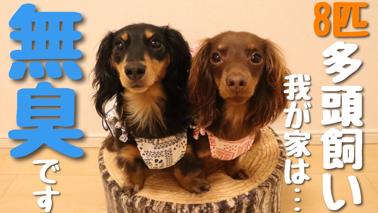 【多頭飼い臭い対策!!】我が家は無臭！？何をしてるかというと・・・【チワポメ/カニンヘンダックス】