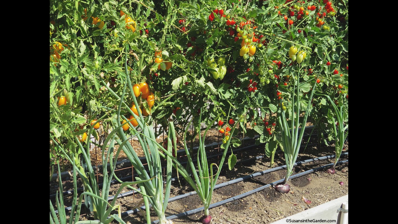 Water Conservation: Gardening in a Drought (2026) #19