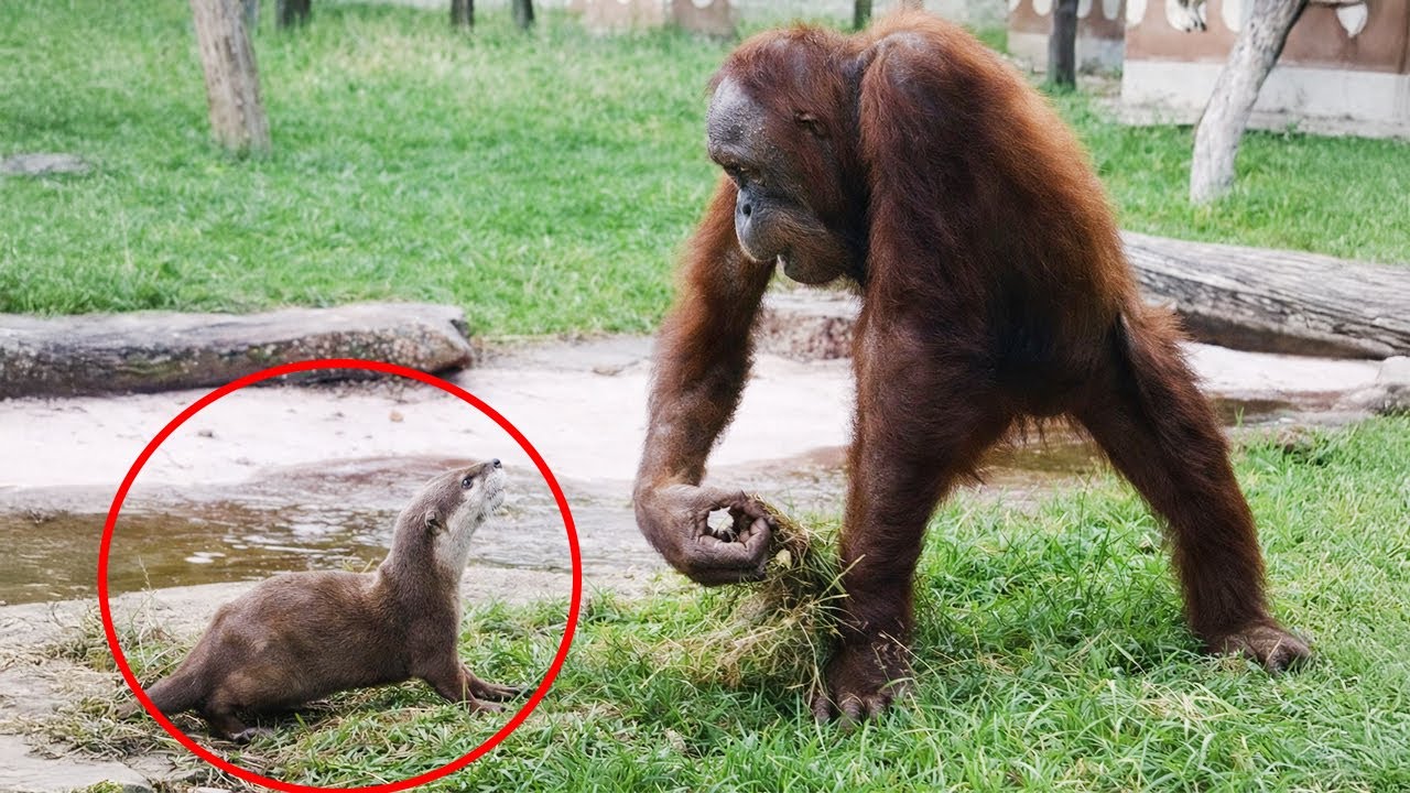 Try Not To Laugh When Animals Turn Into Comedians