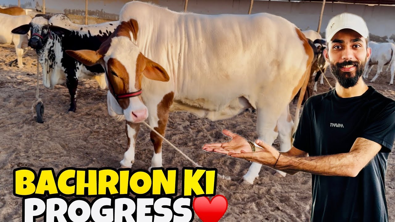 First Iftari at Farm♥️ | Haseen Bachriyan😍 | Home Breed Kabootar Urh Gaya😱