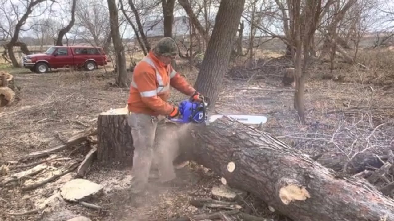 Holzfforma G660 36&rdquo; Bar cutting in a Big Jack Pine.