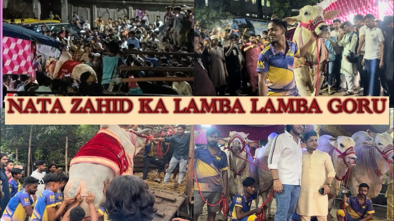 NATA ZAHID UNCLE KA LAMBA GORU🔥FROM HOSSAIN DAIRY FARMK|FULL CHAKKA JAM MAMALOG|😎