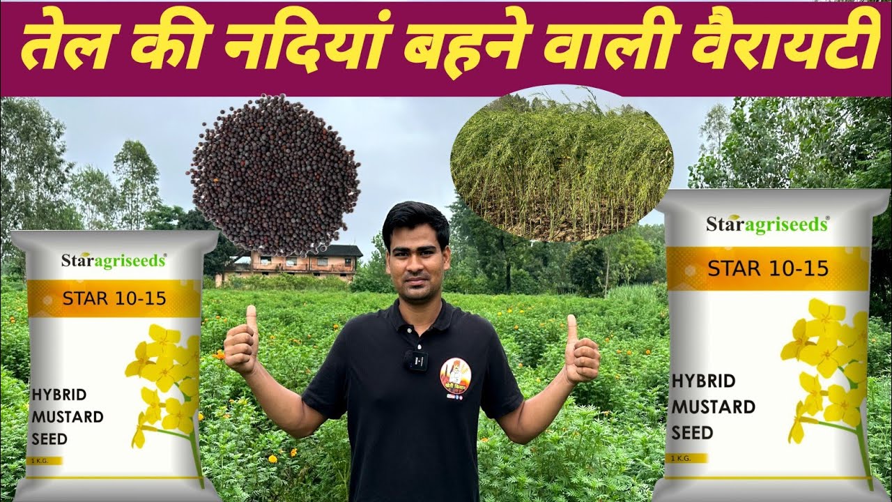 सरसों की यह किस्म Star 10-15 कैसे बनी पूरे भारत के किसानों पहली पसंद और नंबर 1 वैरायटी | Star 10-15