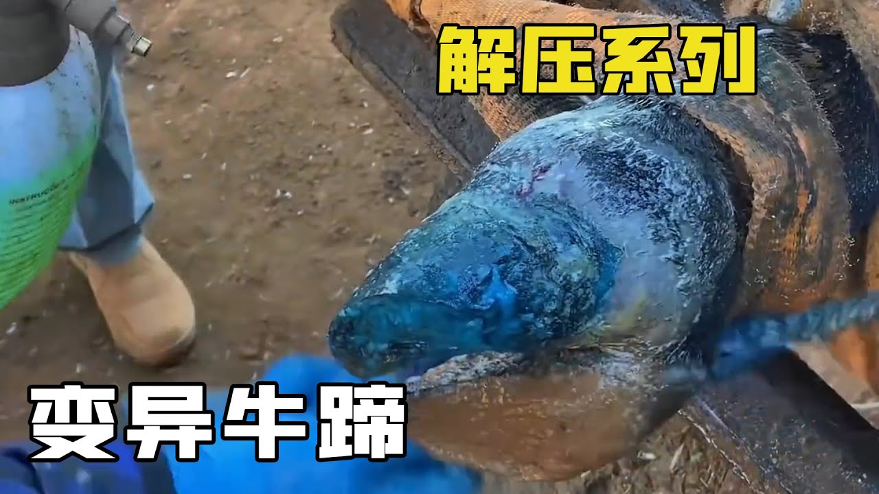 修牛蹄解壓系列&ldquo;瘸腿牛蹄&rdquo;！不會偷袈裟的三腳貓不是一隻好的四腳牛，小夥全程舒適解壓修剪！【解壓三哥】