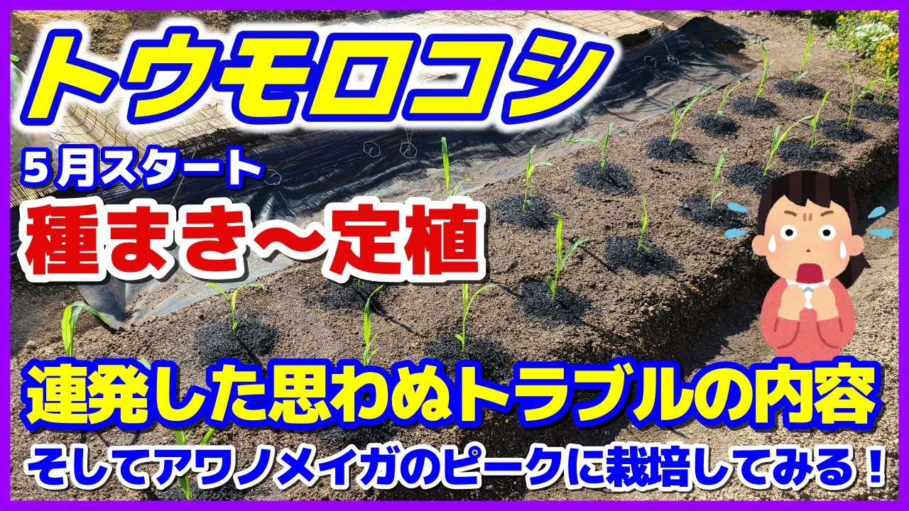 【トウモロコシ種まき～定植】思わぬトラブル連発！害虫アワノメイガの発生ピークに栽培チャレンジ！／種まき・育苗のやり方／ニームオイルで戦う／とうもろこしの育て方・植え付け