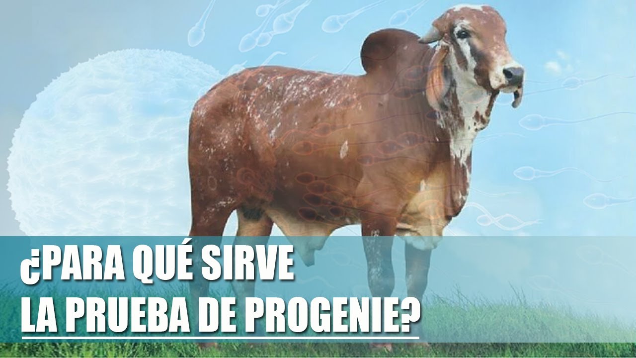 ¿PARA QUÉ SIRVE LA PRUEBA DE PROGENIE?