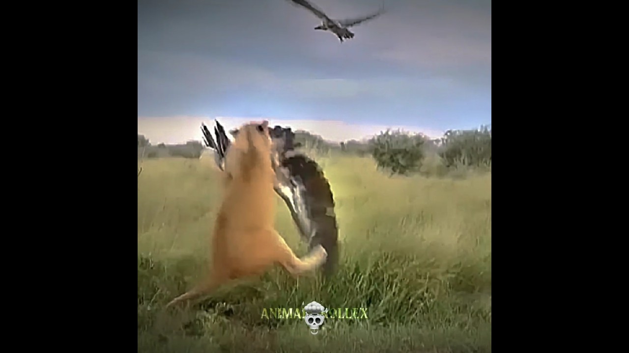 Male Lion vs Female Lion 🦁🔥 #lion #shorts #animals #wildanimals