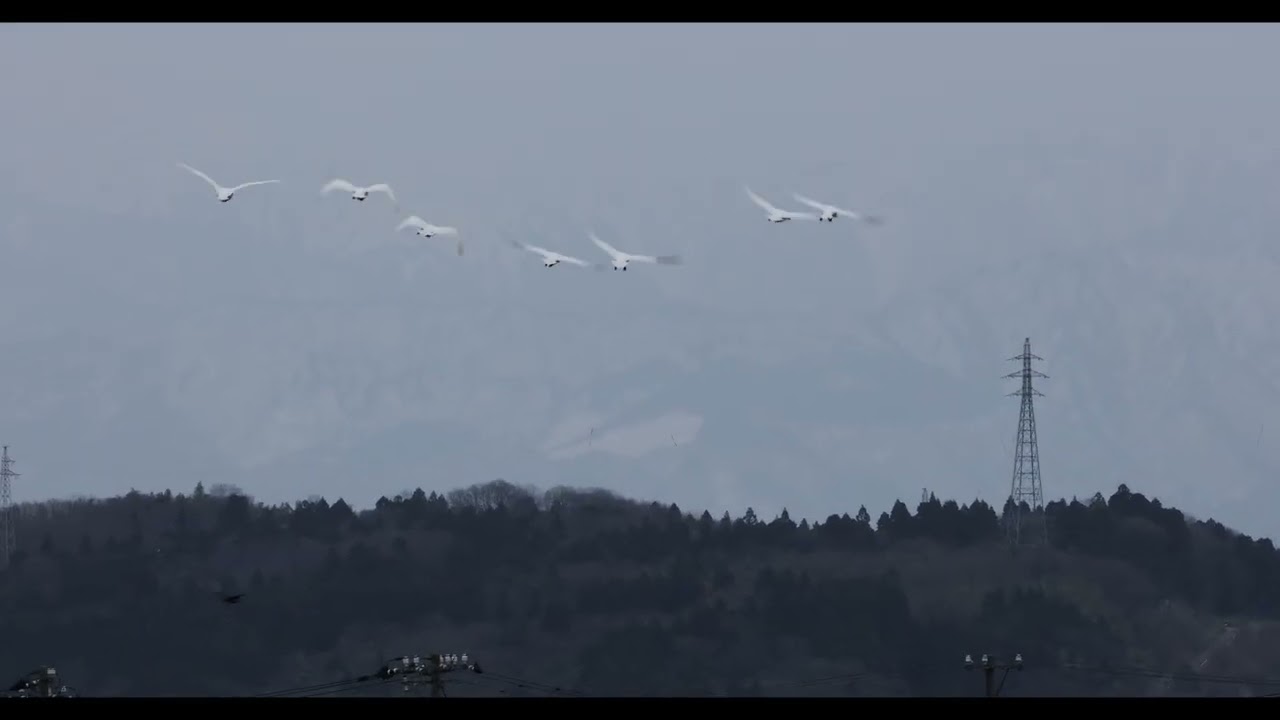 2026／1／19   田尻池   白鳥