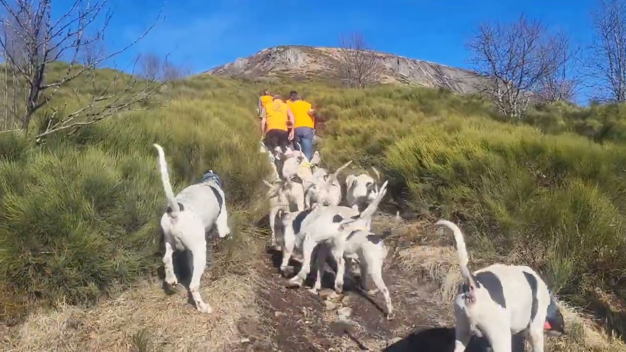 Gascon Saintongeois sur Sanglier : Chasse en montagne