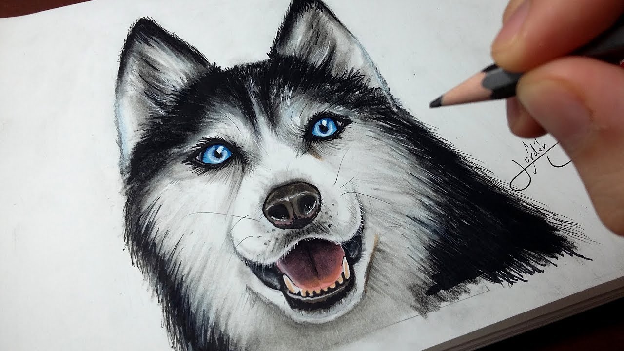 Comment dessiner un chien : Husky [Tutoriel]