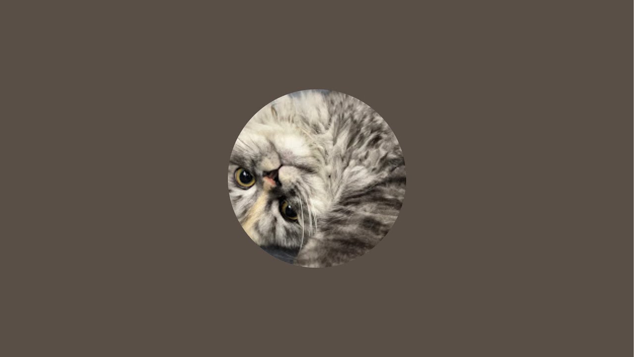 Live with My Cats 🐱 | Chill, Chat & Cute Moments