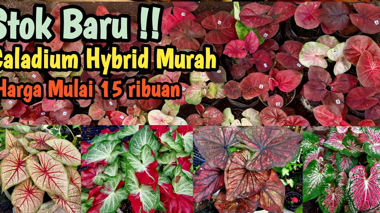 Stok Baru || Caladium Hybrid Murah Part#687