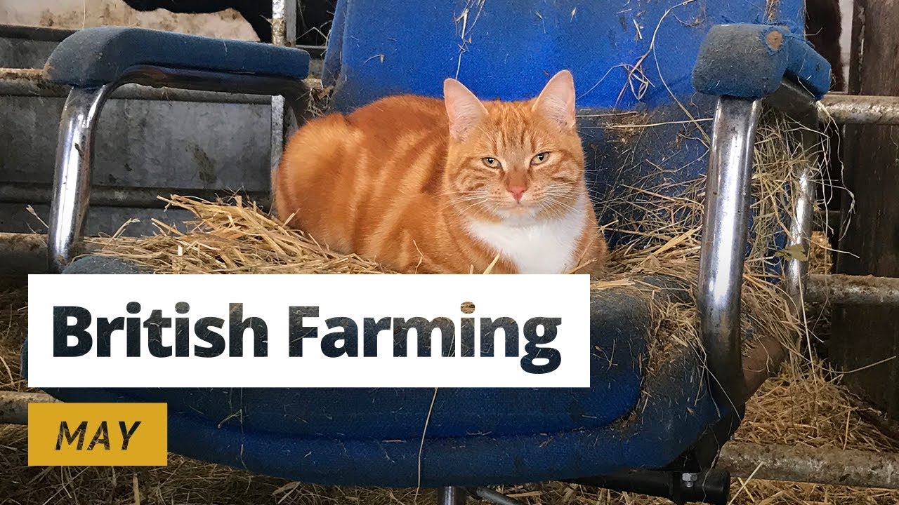 British Farming | 12 Months on a UK Farm: May