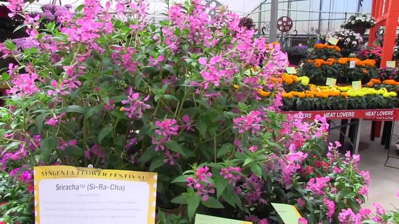 2013 Spring Trials: Syngenta Part 2