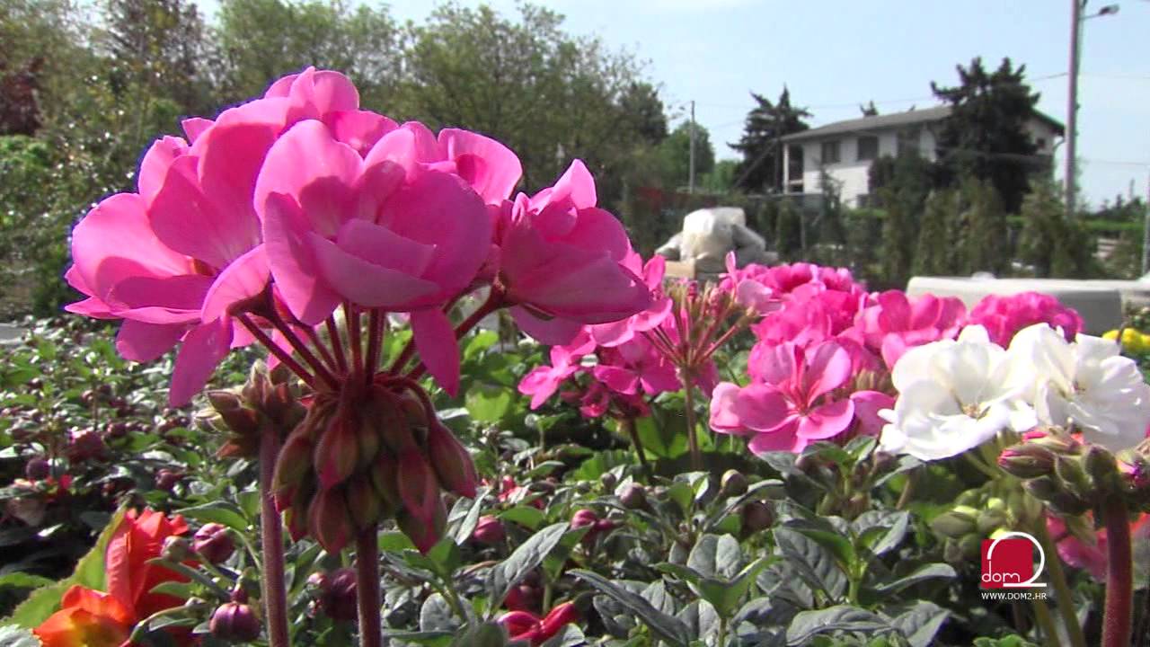 Sadnja i održavanje ljetnica