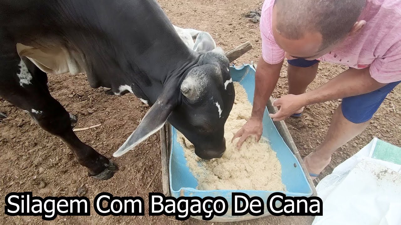Silagem De Bagaço De Cana Moído Para O Gado