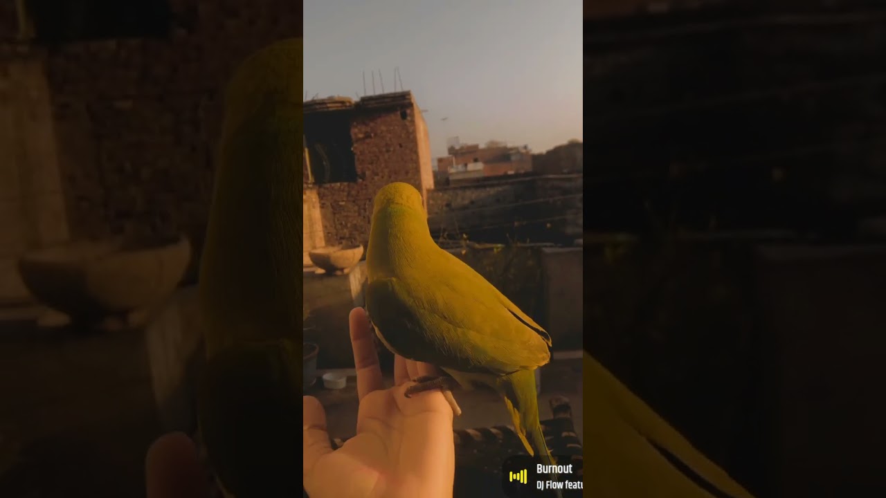 #pakistan