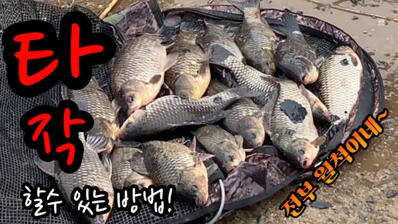 한겨울 월척만 타작 할수있는 방법!담배한대 피울시간없이 월척만 쏟아진다~