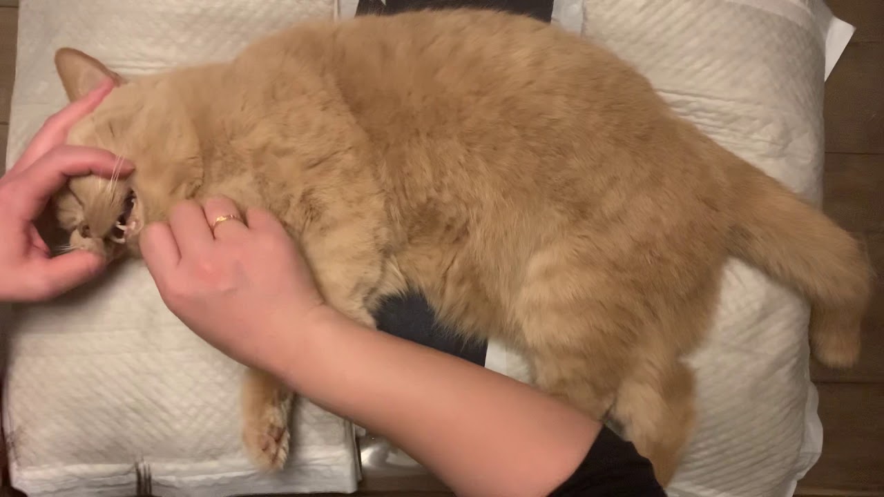 【猫を看取る】腎不全末期　2021/1/25 am3:42最愛の猫の最期を看取ることができました　6年3ヶ月の猫　虹の橋
