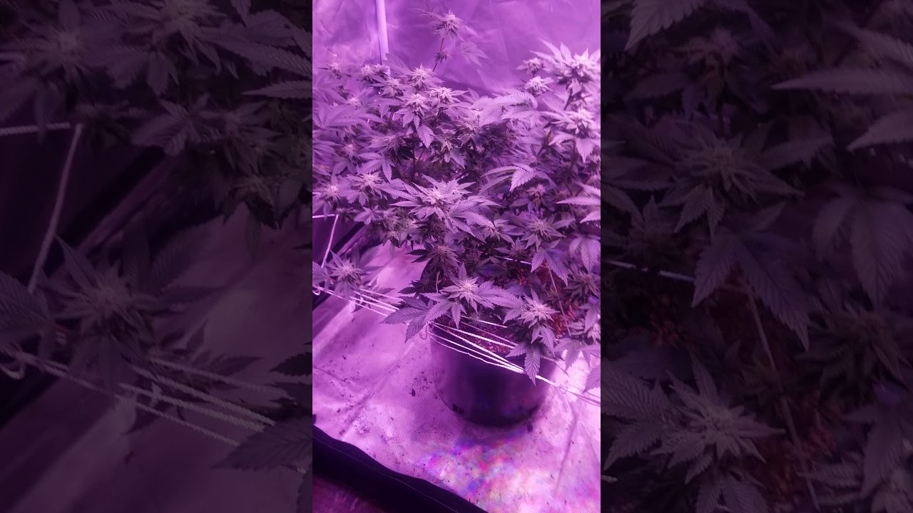 Chemdawg 2&times;4 tent grow end of week 4 flower
