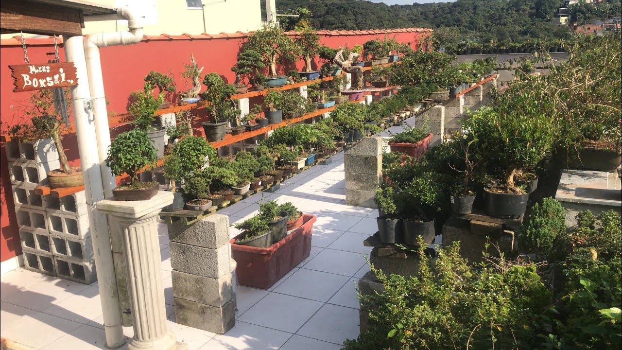 MEU VIVEIRO DE BONSAI - PARTE 3