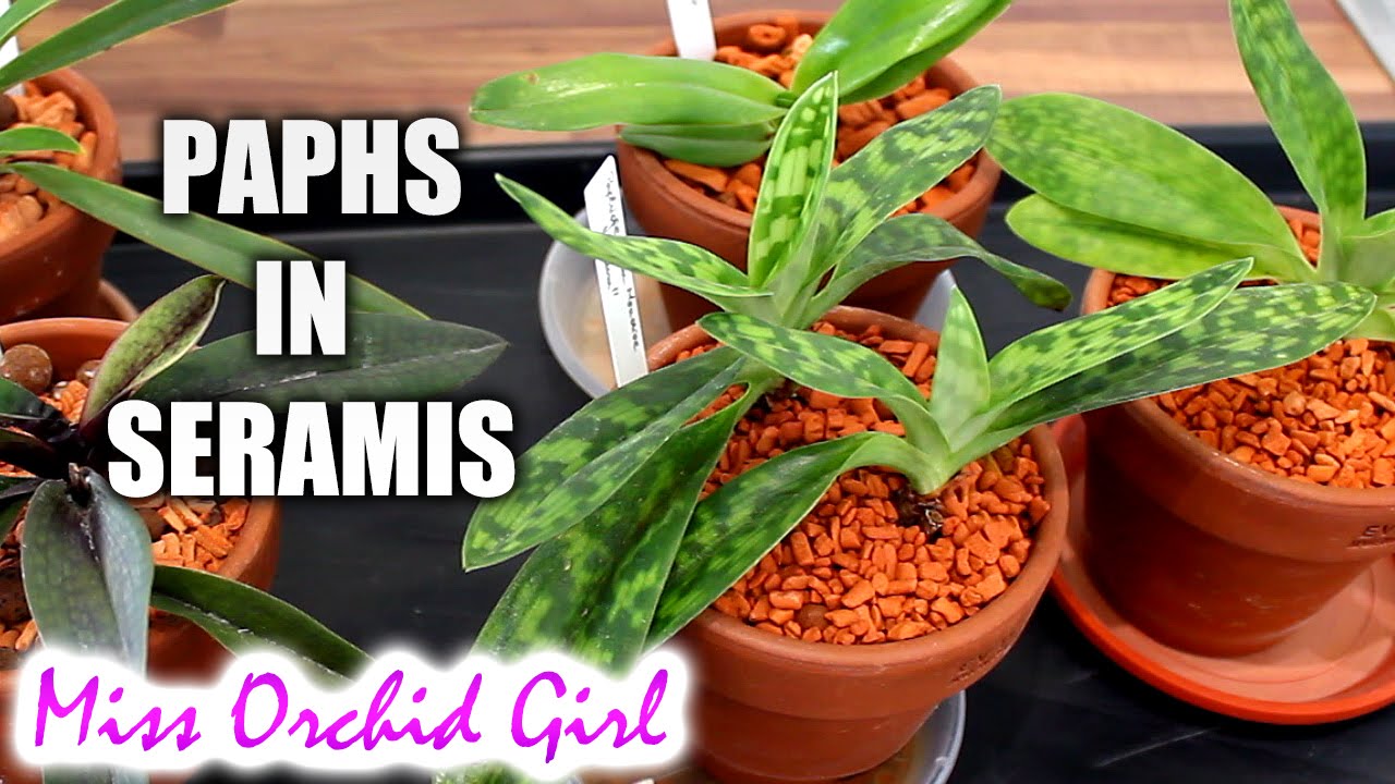 Thoughts on Paphiopedilum Orchids in seramis