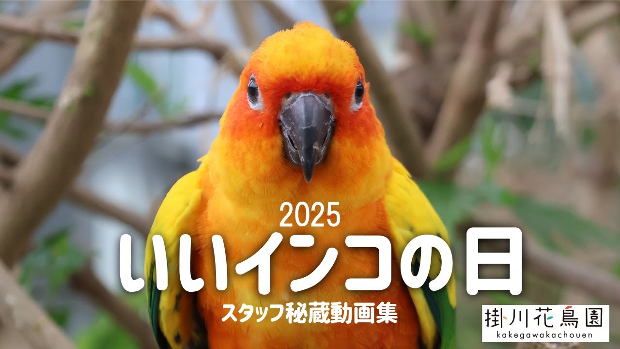【掛川花鳥園公式】2025年　いいインコの日　スタッフ秘蔵動画集