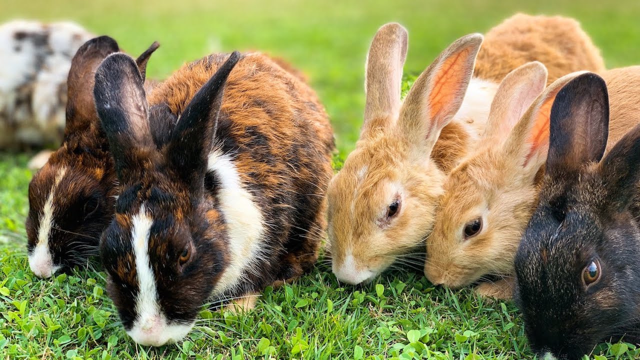 PREVENT BLOATING IN RABBITS WHILST YOU CAN 🚨 🚨🚨bloating k*lls like wild fire