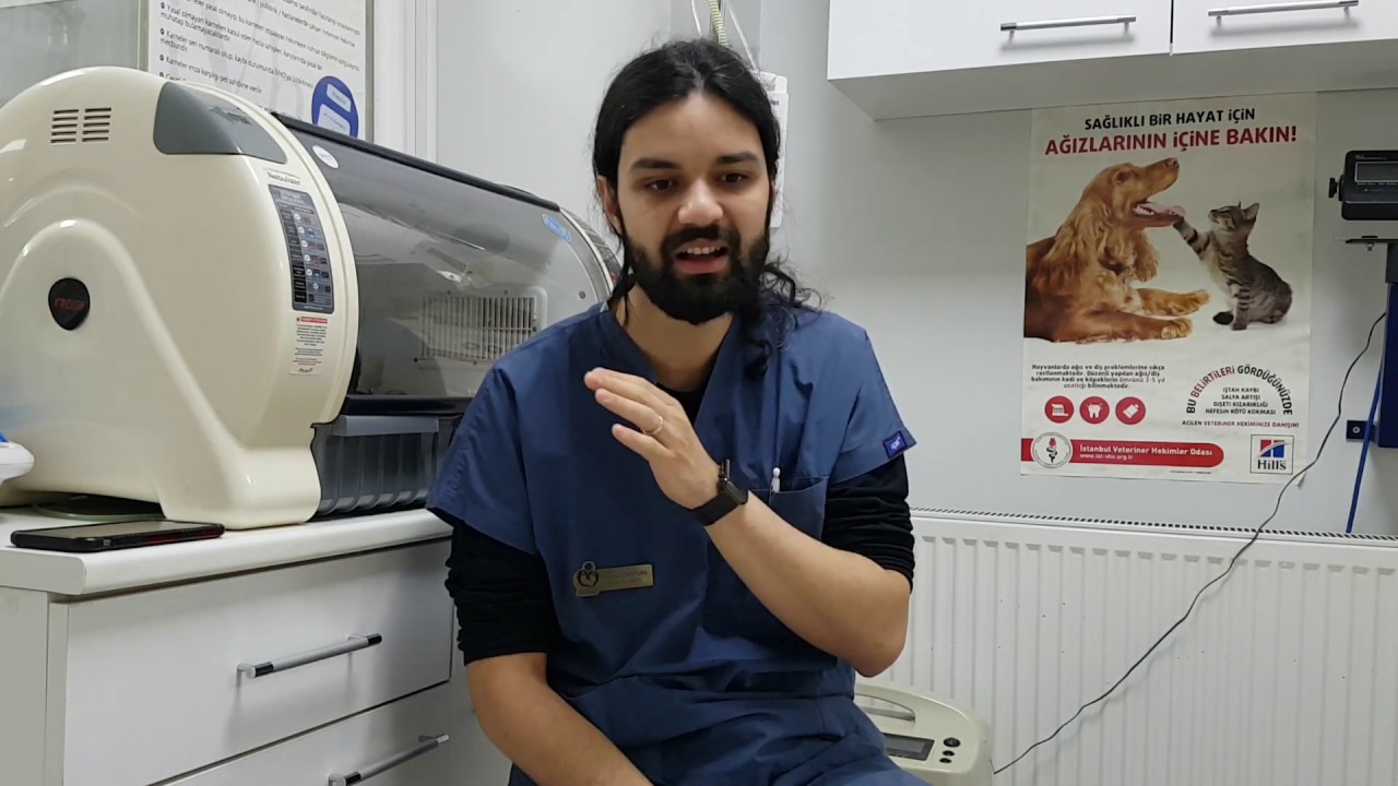 Kedi ve köpeklerde tüy dökülmesini azaltmak