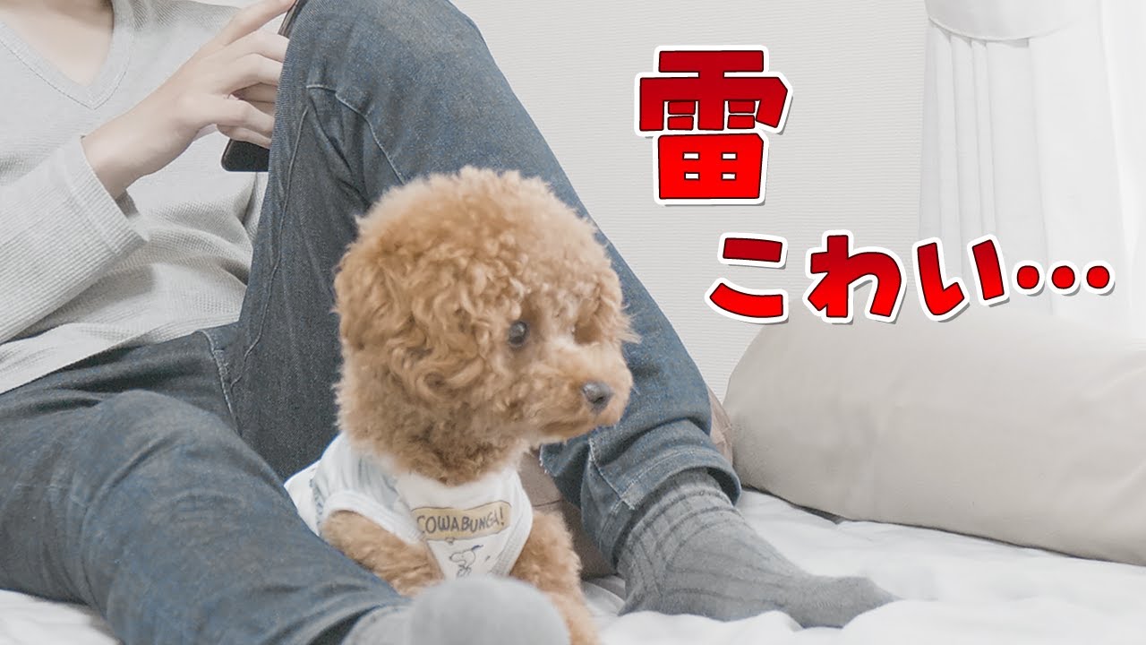 雷が鳴った時のビビリな犬の反応がこちら