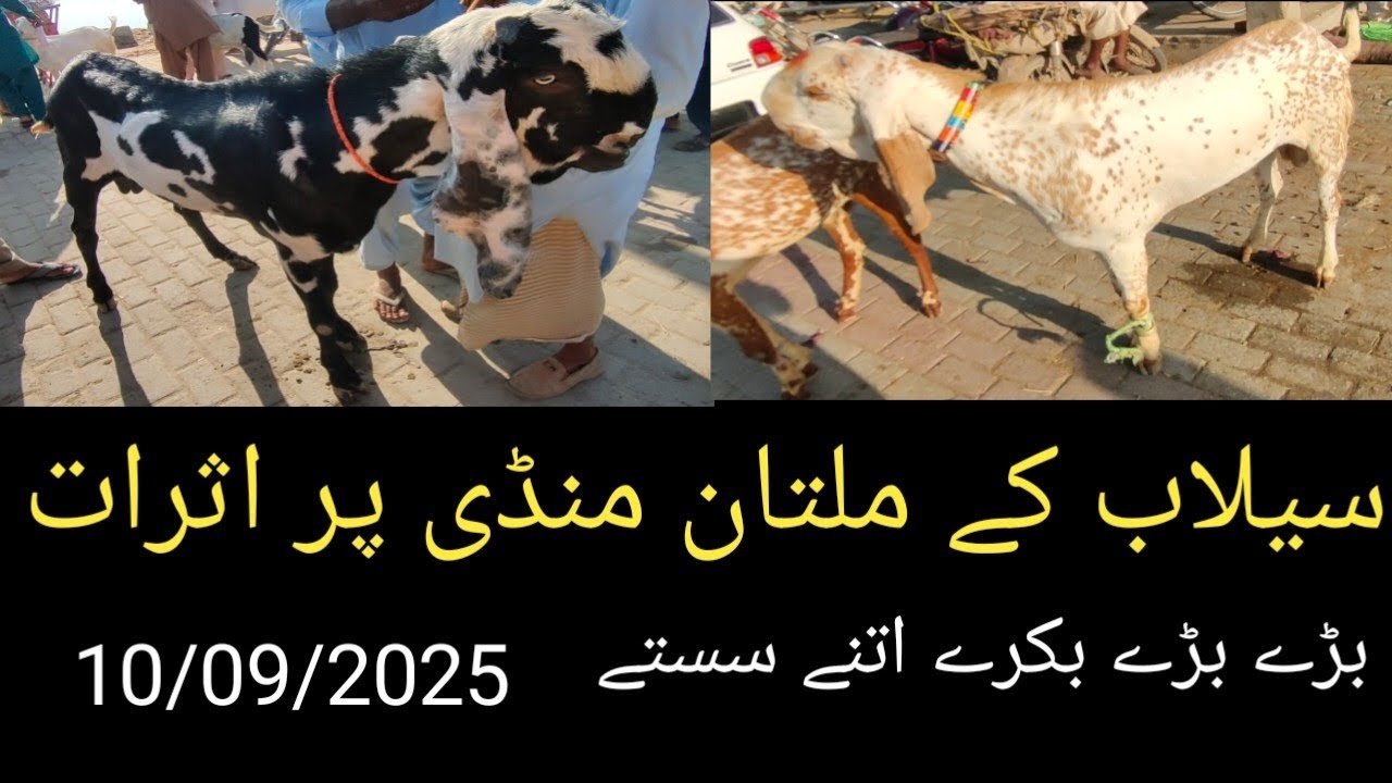 Multan Bakra mandi today, 10/09/2025  ملتان بکرا منڈی سیلاب کے اثرات 