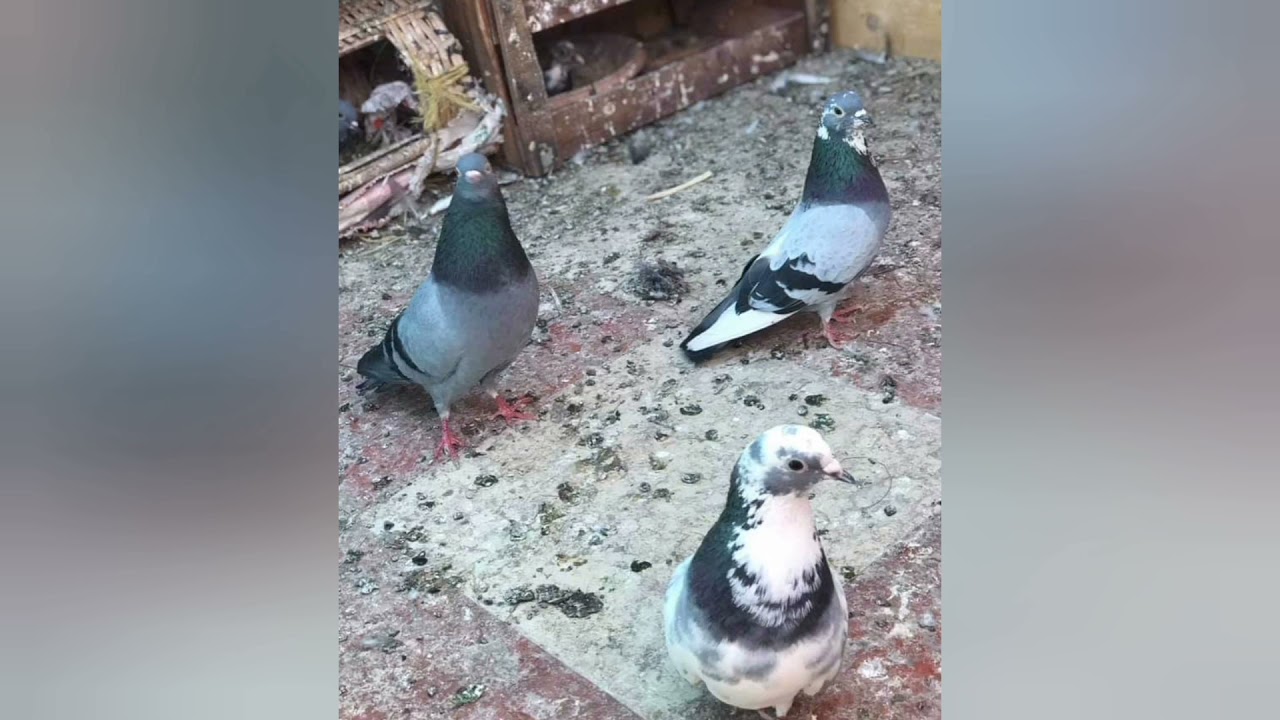 أحسن قصيدة عن حمام الفعل المراكشي