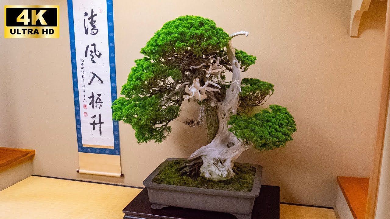 1 Million Dollar Bonsais in Shunkaen Tokyo Japan