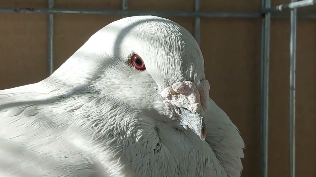 Expoziție Fauna Banatului - Club Național VRDF / Ediția a VI-a